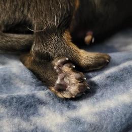 Beauceron Puppies from Rayon de Soleil Beaucerons