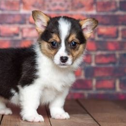 Pembroke Welsh Corgis from Country Road Puppies