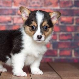 Pembroke Welsh Corgis from Country Road Puppies