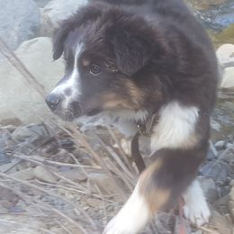 Australian Shepherd Puppies from Rush Creek Aussies