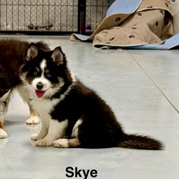 Skye - Black and white female Pomsky puppy in Cave Creek, Arizona from Arizona Luxury Pomskies