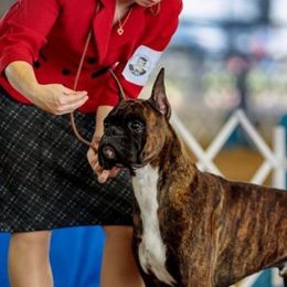 Solo - Boxer