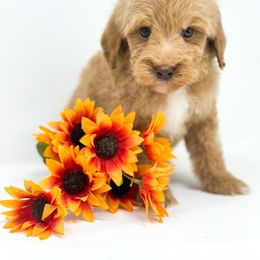 Sam - Red  male Goldendoodle puppy in Davison, Michigan from Dreaming Doodles