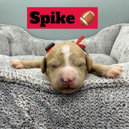 Spike- Red Collar - Apricot male Goldendoodle puppy in Cape Coral, Florida from Nay Nays Mini Doodles