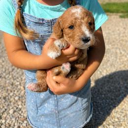 Aussiedoodle, Bernedoodle, Cavapoo, Goldendoodle, and Newfypoo Puppies from Haaspawz
