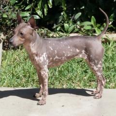 American Hairless Terriers from Dark Knight Kennel