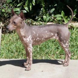 American Hairless Terriers from Dark Knight Kennel