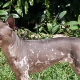 American Hairless Terriers from Dark Knight Kennel