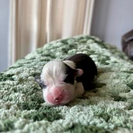 Female 1 - Black and tan female Pembroke Welsh Corgi puppy in La Porte City, Iowa from Cedar River Corgis