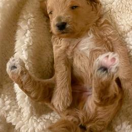 Goldendoodle and Poodle Puppies from Winchester Hills Poodles and Doodles