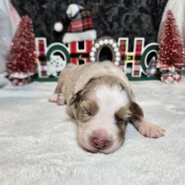 Clara - Red merle female Australian Shepherd puppy in Peach Bottom, Pennsylvania from Arcadia Australian Shepherds