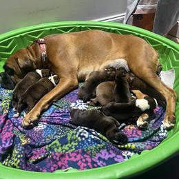 Boxer Puppies from Reynolds Homestead Boxers