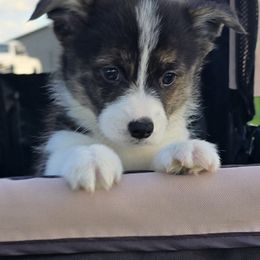 TAZ - Black and white male American Corgi puppy in Walker, Iowa from Double K Corgis
