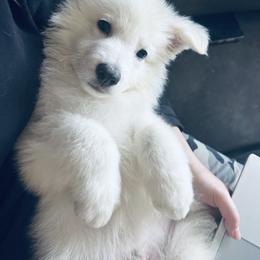Berger Blanc Suisse Puppies from Moonlight Berger Blanc Suisses