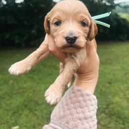 Mint Girl - Red  female Goldendoodle puppy in Richmond, Kentucky from The Doting Doodle