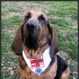 Bloodhound puppies from Rays Of Sunshine Bloodhounds