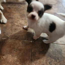 Chihuahua Puppies from Fabulous little paws