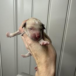 Boy 2 - Cream male Goldendoodle puppy in Fayetteville, Arkansas from Silver Hill Farm