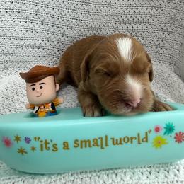 Slinky - Red male Australian Labradoodle puppy in Orange, California from Little Kingdom Doodles