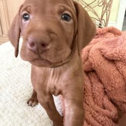 Vizsla Puppies from George Barsimantov