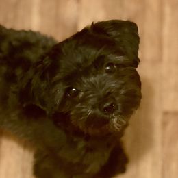 Morkies from Kay’s Cutie Poos