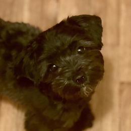 Morkies from Kay’s Cutie Poos