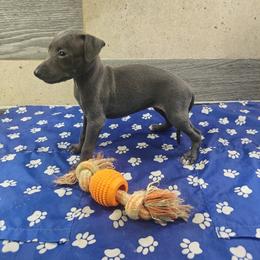 Aurora - Blue female Italian Greyhound puppy in Dallas, Texas from Oremor's