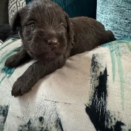 Male 1 - Liver male Miniature Schnauzer puppy in Pearland, Texas from K & S Schnauzers