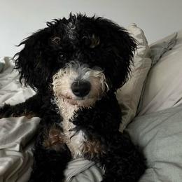Toby - Bernedoodle