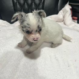 CKC reg Female 1 - Blue and white female Chihuahua puppy in Logan, Ohio from Hocking Hills Chihuahua’s