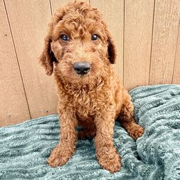 Green - Red male Irish Doodle puppy in Bloomfield, Iowa from Schooley Doodles