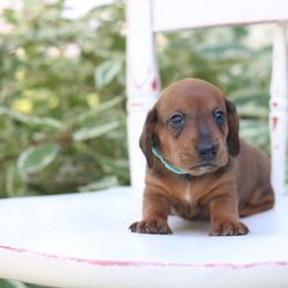 Dachshund Puppies from Iowa Dachshunds