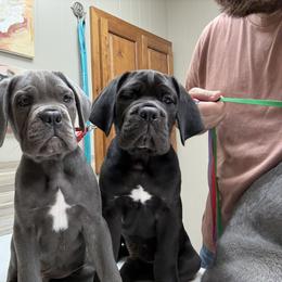 Cane Corso Puppies from Classic Jayx