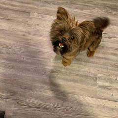 Shorkie All Grown Up from Wilson Kennel