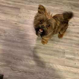 Shorkie All Grown Up from Wilson Kennel