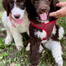 Poodle Puppies from Di’s Parti Poodles