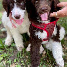 Poodle Puppies from Di’s Parti Poodles