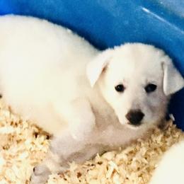 Yuki - White female German Shepherd puppy in Perkasie, Pennsylvania from Twila Ruth Herot