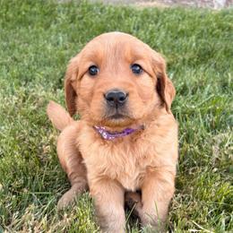 Purple - Dark golden female Golden Retriever puppy in Mountain Home, Idaho from Poppy's Garden Golden Retrievers