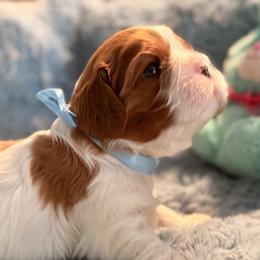 (Light blue ribbon) - Blenheim male Cavalier King Charles Spaniel puppy in Albany, Georgia from Legend Cavaliers