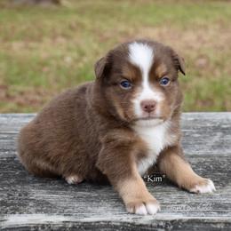 Kim - Red tri female Miniature Australian Shepherd puppy in Evant, Texas from Lazy VT Bar Ranch