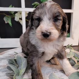 Aussiedoodle and Goldendoodle Puppies from Hunting Creek Kennels
