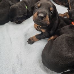 Doberman Pinscher Puppies from KJC Champion Kanines