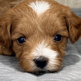 Cavapoos, Goldendoodles, Maltipoos, and Poodles from The Golden Rule Doodles and Poos