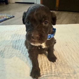 Cannon - Brown and white male Portuguese Water Dog puppy in Allen, Texas from Pawsitively Portuguese