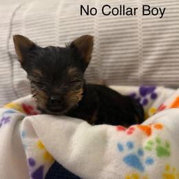 No Collar Boy - Silver black and tan male Silky Terrier puppy in Trenton, Florida from Pawsibility Silky Terriers