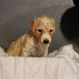 "Pink Wk4" Goldendoodle Puppies from Goldendoodle Breeder