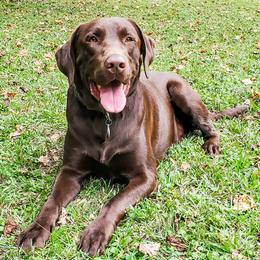 Labrador Retrievers from Blue Creek Labradors