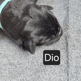 Dio (blue collar) - Black male Labrador Retriever puppy in Greenwich, Ohio from Pure Gem Kennel