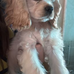 Jailhouse Girl - Buff female Cocker Spaniel puppy in Kingman, Arizona from Amore’s Cockers